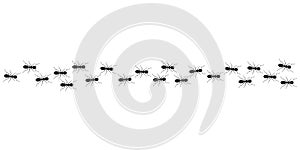 Ant trail. Ants marching or walking. Vector illustration